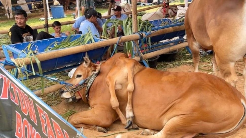 6 Fakta Sapi Madura Berkaki Enam Juara Kontes APPSI 2026
