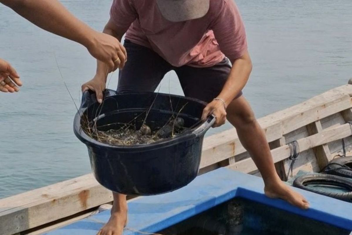 BPBL Batam Perluas Pendampingan Pembudidaya Lobster, Dorong Legalitas Usaha hingga Adopsi Teknologi