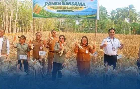 BRMP Sulut Panen Raya Jagung Komposit Jakarin di Lahan 1 Hektare Kelompok Tani Pandu Lestari Manado