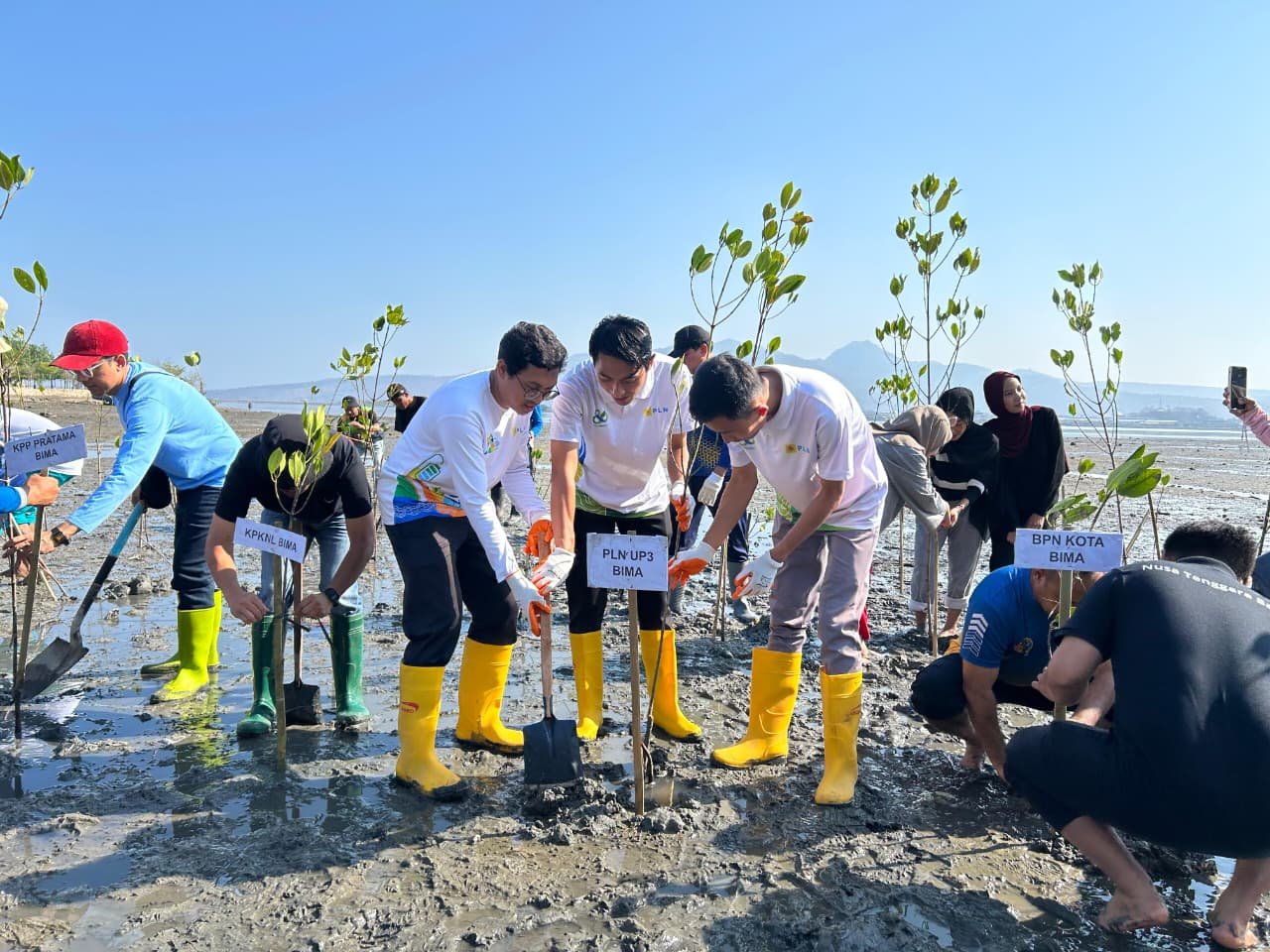 PLN UP3 Bima Tanam 600 Bibit Mangrove di Pantai Lawata, Dukung Gerakan Indonesia ASRI dan Kota Bima BISA