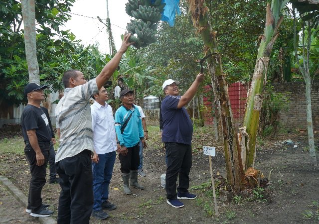 Bupati Asahan Panen Perdana Pisang Kepok Abu, Varietas Baru Kulit Abu-Abu Bakal Didaftarkan ke Kementerian Pertanian