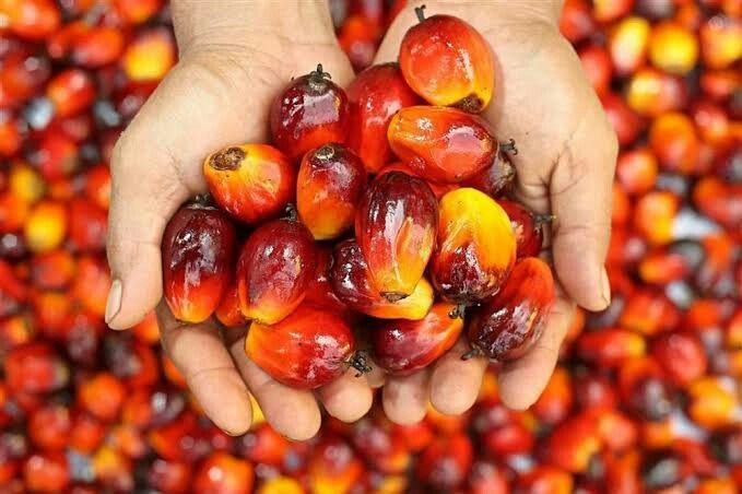 Pemprov Kaltara Tetapkan Harga TBS Sawit Periode I Oktober 2026, Tertinggi Rp3.485,88 per Kg