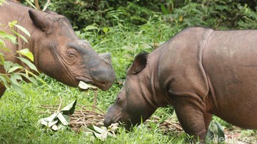 Ratu dan Delilah Bunting, Way Kambas Siap Sambut Dua Badak Sumatera
