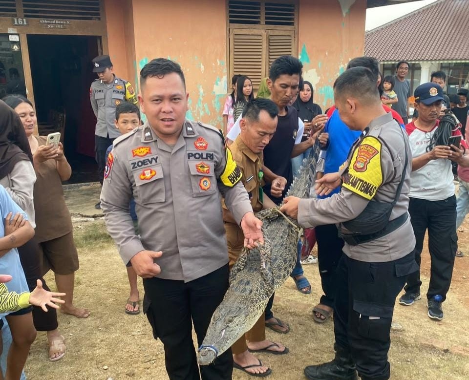 Warga Kotabumi Ilir Temukan Buaya di Jalan Abung Raya, Polisi dan Damkar Evakuasi ke Kantor Damkar Lampung Utara