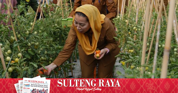 Wakil Wali Kota Palu Panen Perdana Tomat Kawatuna, Bukti Palu Mapan Bertahan di Tengah El Nino