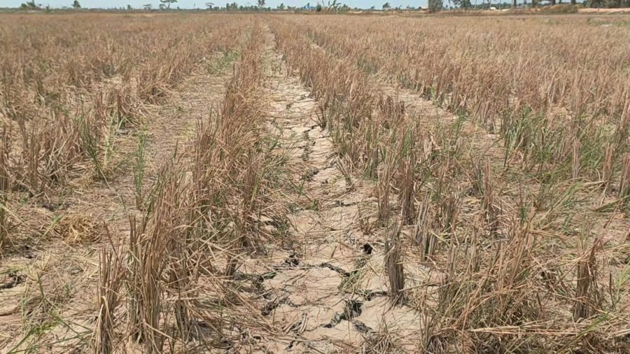 Kekeringan di Bangka Selatan Lumpuhkan 1.673,14 Hektare Sawah, Baru 150 Hektare Bisa Digarap