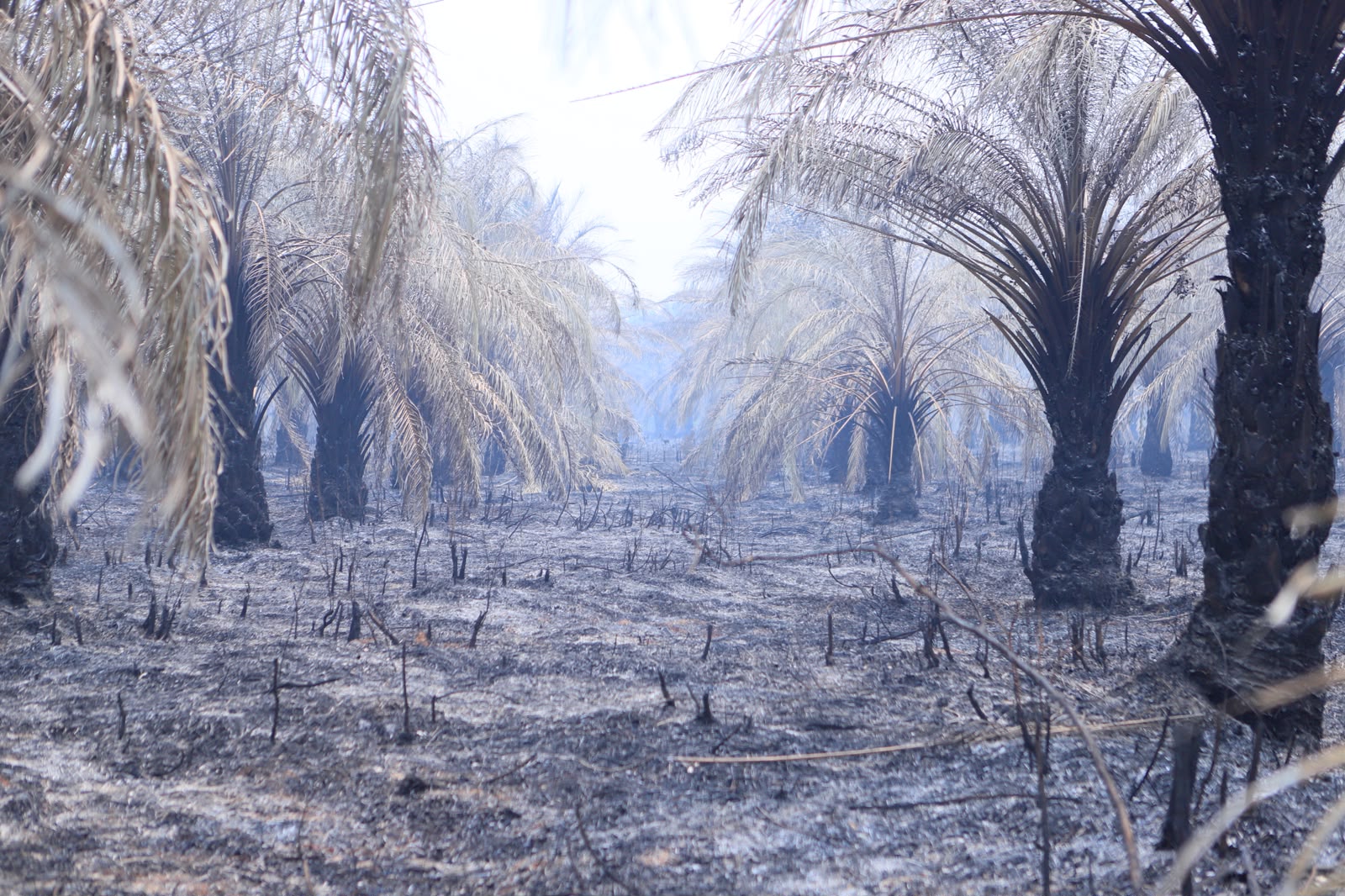 Wamen LH dan Gubernur Sumsel Pantau Dua Titik Karhutla di Talang Jambe Palembang, Water Bombing Tertunda Jarak Pandang