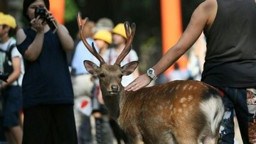 Rusa Taman Nara Jepang Disuguhi Plastik, Ribuan Satwa Dilindungi Ini Viral