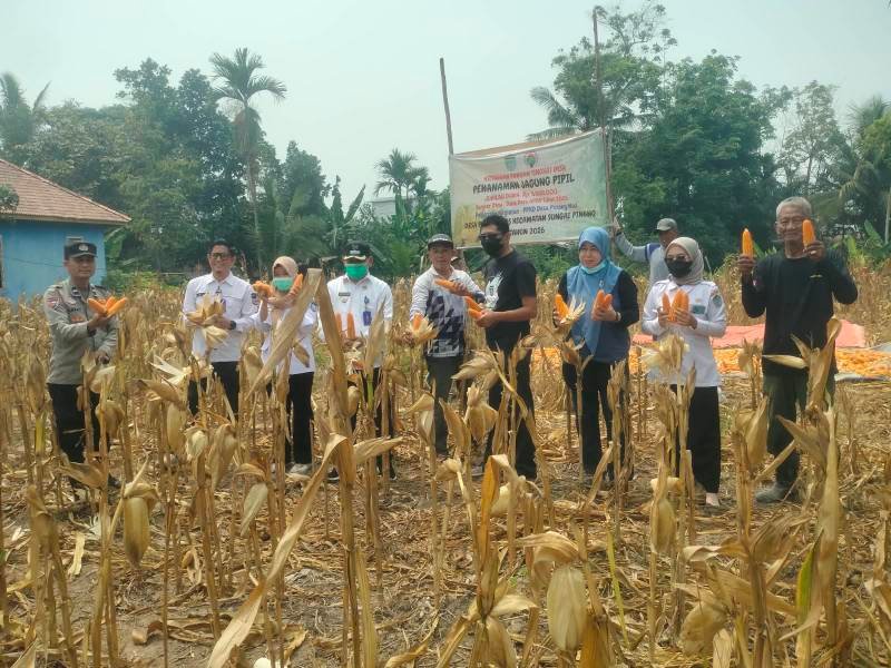 Polsek Tanjung Raja Panen Raya Jagung di Ogan Ilir, Lahan 50x50 Meter Hasilkan 1 Ton