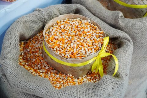 Bulog Salurkan 185.699 Ton Jagung Pakan Rp5.000 per Kg