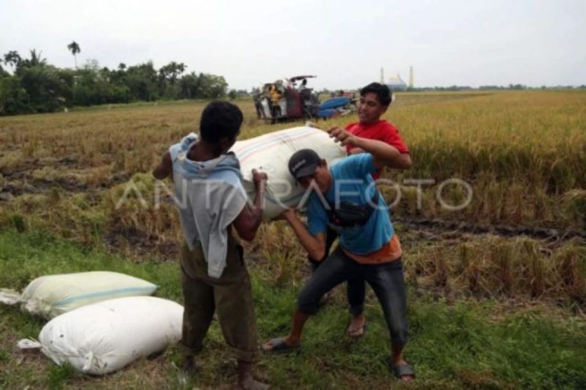Bulog Sumut Serap 29.300 Ton Gabah Petani, 82 Persen Target 2026 Terpenuhi