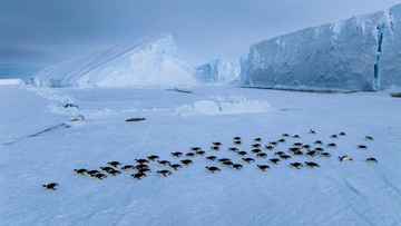 Populasi Penguin Chinstrap di Zavodovski Susut Dua Pertiga Sejak 2011