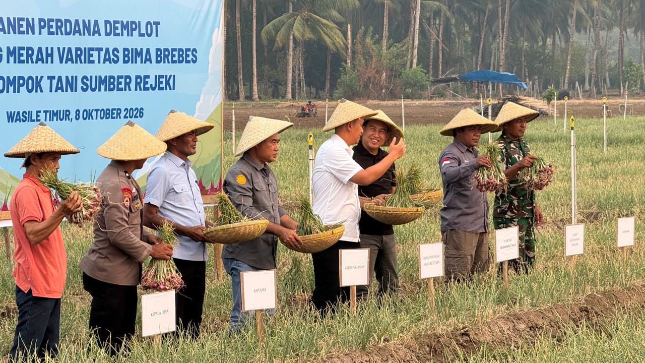 BI dan Pemkab Halmahera Timur Panen Perdana Bawang Merah Bima Brebes di Tutuling Jaya