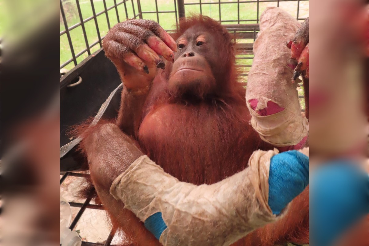 Orangutan Novita Korban Karhutla Kalteng Alami Luka Bakar Derajat Empat, Jari Kaki Diamputasi