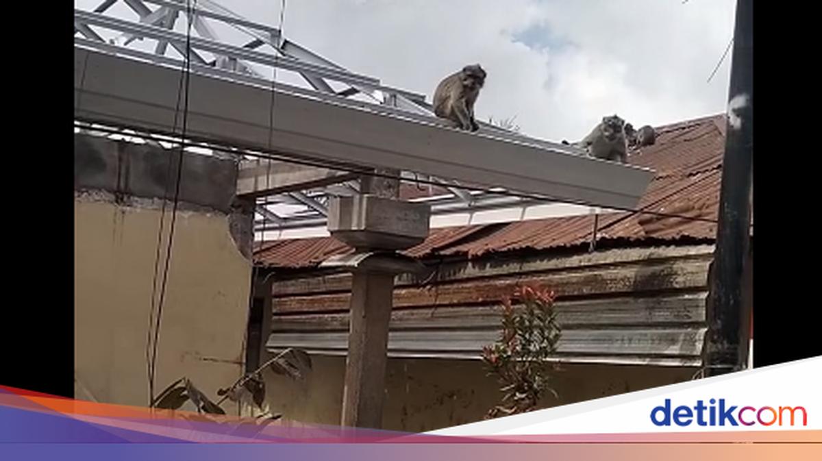 Monyet Serang Siswa SD Negeri 2 Wanagiri Buleleng saat ke Toilet, Tangan dan Pinggang Korban Dijahit