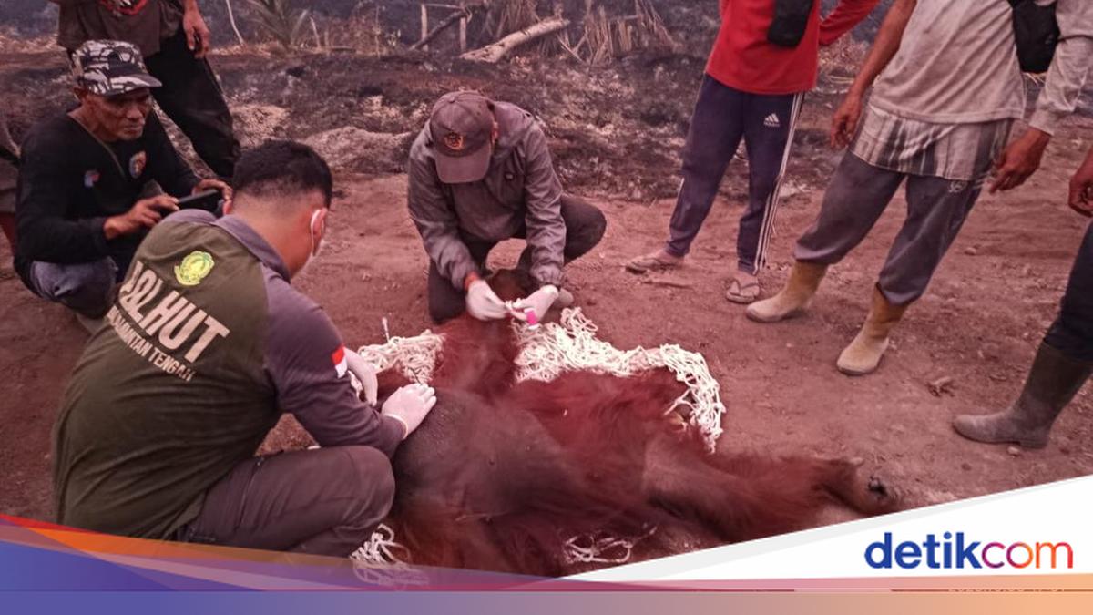 Karhutla Meluas di Kotawaringin Barat, Orang Utan Bara 56 Kg Dievakuasi dengan Luka di Tangan dan Kaki