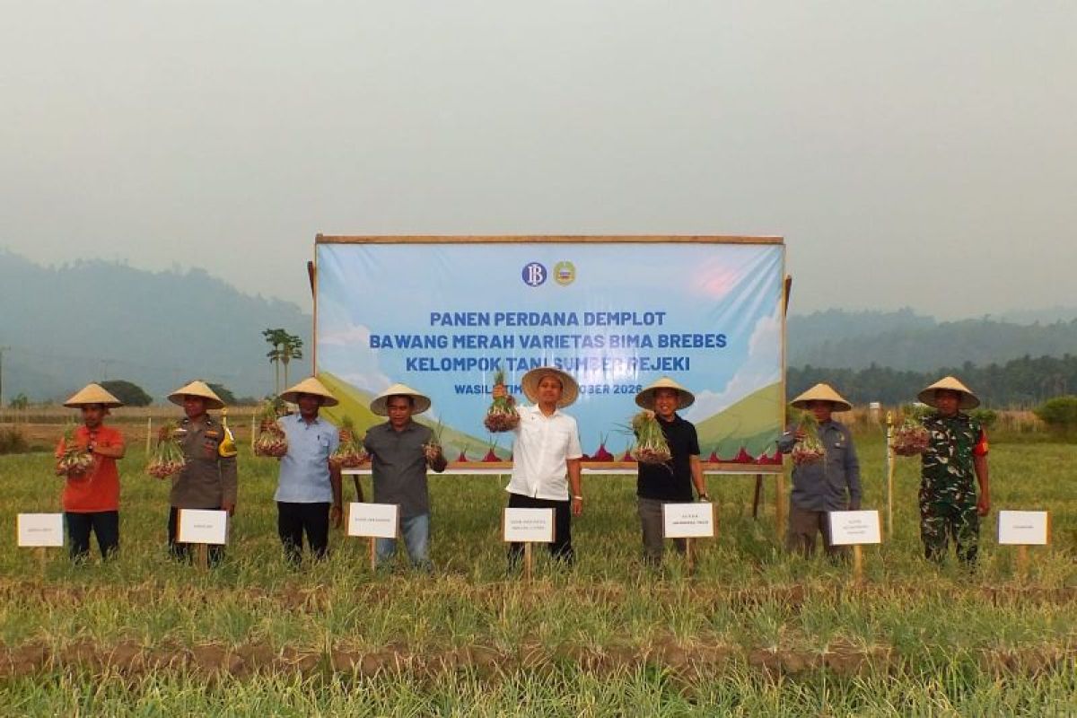Pemkab Halmahera Timur dan BI Kembangkan Bawang Merah di 8 Lokasi, Panen Perdana di Wasile Timur