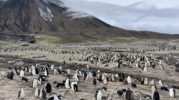 Koloni Penguin Chinstrap di Pulau Zavodovski Turun 63 Persen