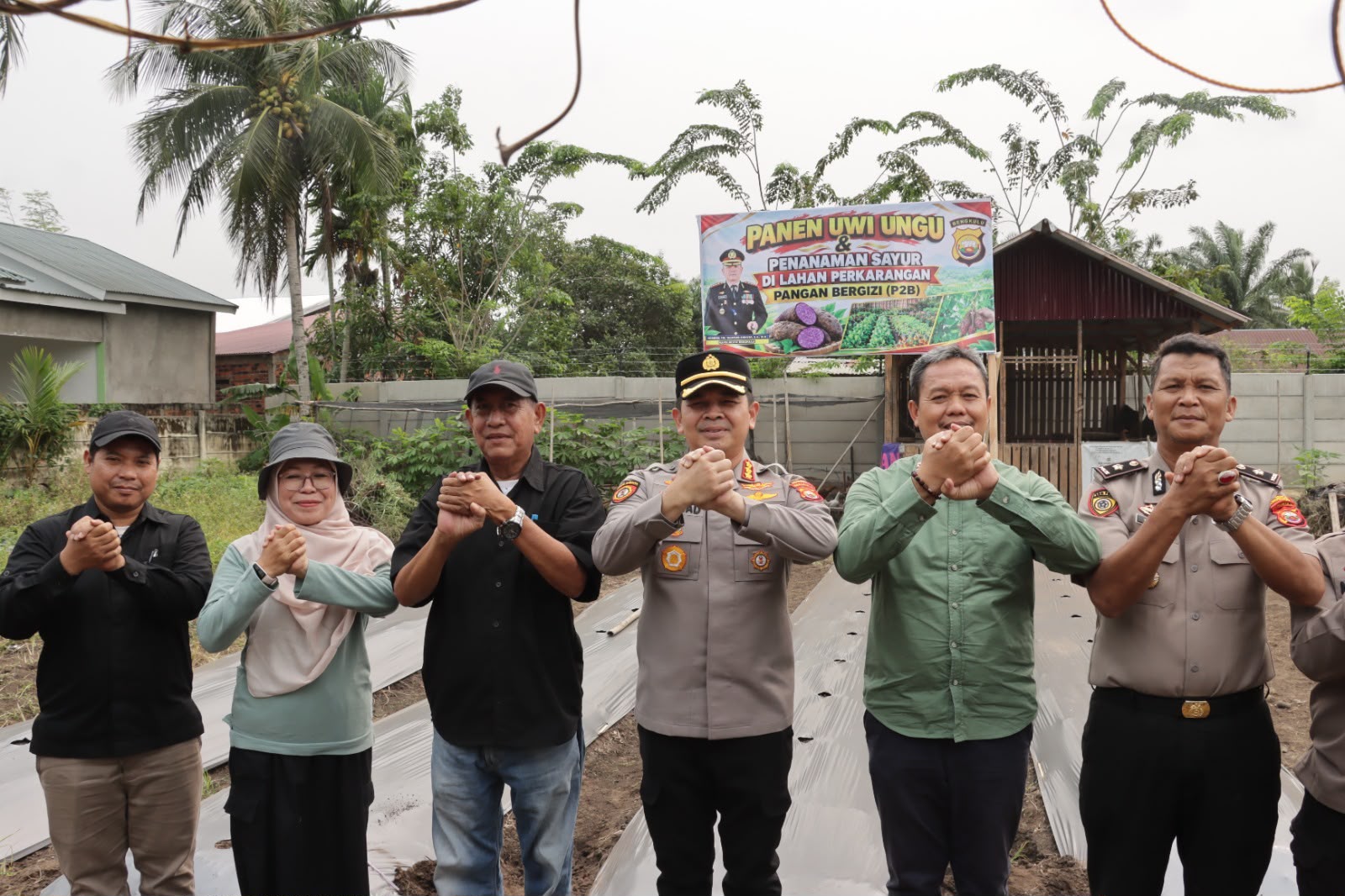 Polresta Bengkulu Panen 100 Kilogram Ubi Ungu di Lahan P2B, Lanjut Tanam Aneka Sayuran