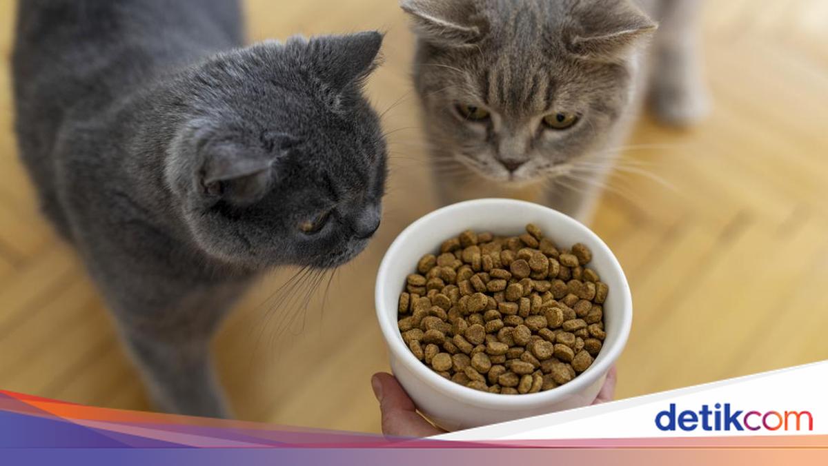 4 Cat Cafe di Jawa Barat untuk Lepas Penat Bareng Anabul, dari Bandung hingga Bogor