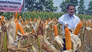 Mentan Minta Bulog Amankan 250 Ribu Ton Jagung Pakan di Bulan Kritis