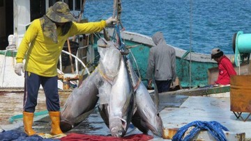 Kuota Tuna Sirip Biru RI Naik Jadi 1.670 Ton per Tahun, Setara Korsel-Taiwan