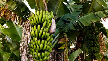 Studi Peringatkan Jamur TR4 Ancam Kepunahan Pisang Dunia, Indonesia Jadi Asal Muasal