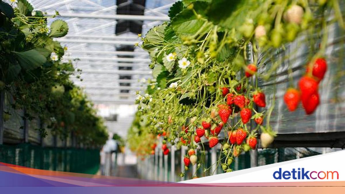 5 Kebun Stroberi di Lembang untuk Liburan Keluarga, Ada yang Gratis Tiket