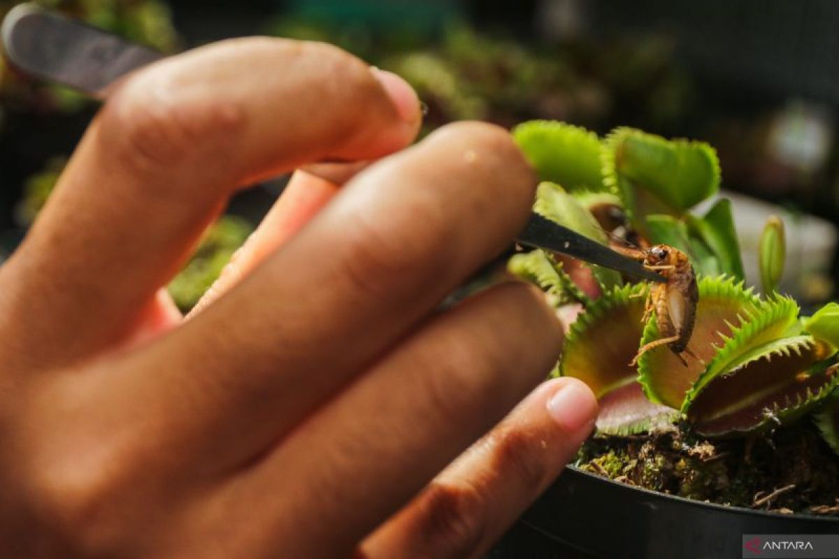 Tanaman Karnivora Jogja Tembus Rp 3,5 Juta per Pot, Ratusan Jenis Dibudidayakan Sejak 2021