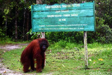Taman Nasional Tanjung Puting Dilanda Karhutla, 54 Ribu Hektare Terdampak