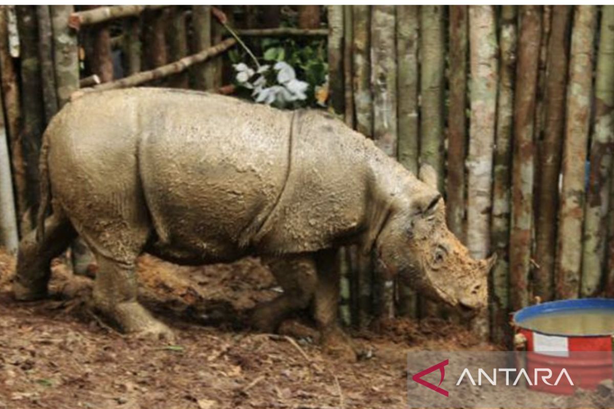 7 Fakta Unik Badak Sumatra yang Jarang Diketahui