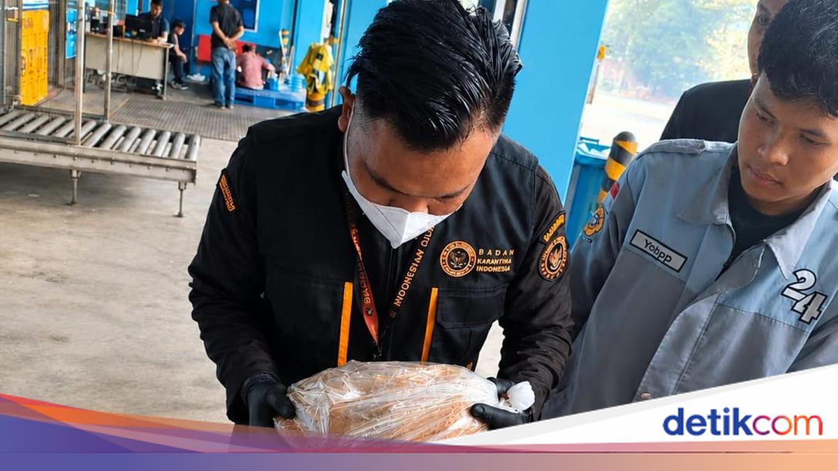 Karantina Sumsel Kirim 310 Kg Madu Muara Enim ke Singapura, Ekspor 2026 Tembus 1,5 Ton