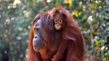 Karhutla Kepung Tanjung Puting, Bupati Kobar Minta Bantuan Pusat