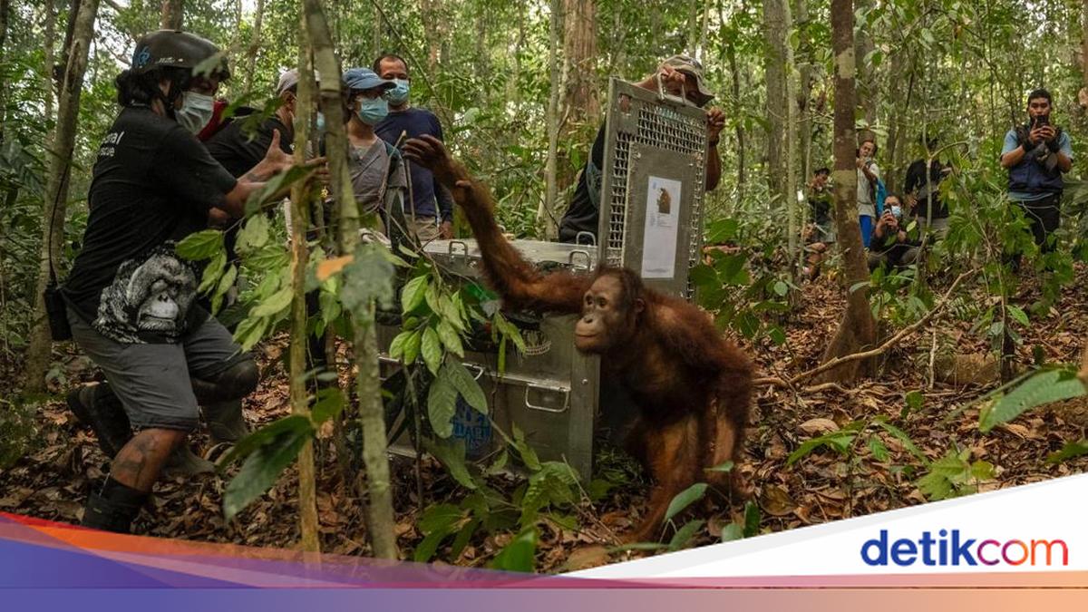 46 Orang Utan di Kalbar Diselamatkan dari Karhutla Sejak Agustus, 8 Dilepasliarkan ke Ketapang