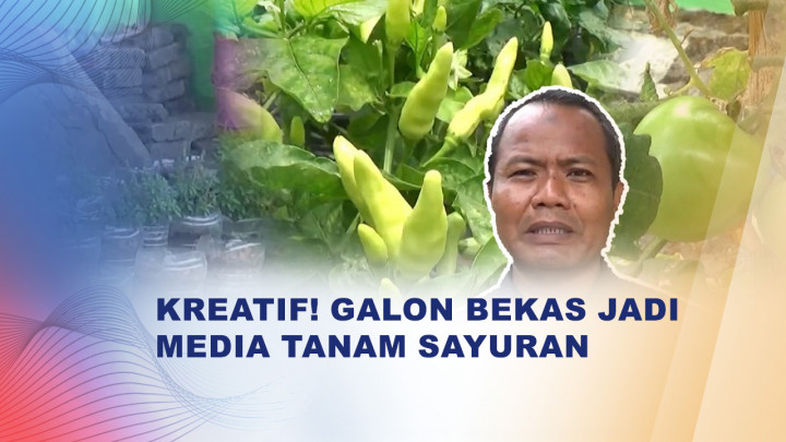 SDN Purwosari Sleman Ubah 500 Galon Bekas Jadi Kebun Sayur