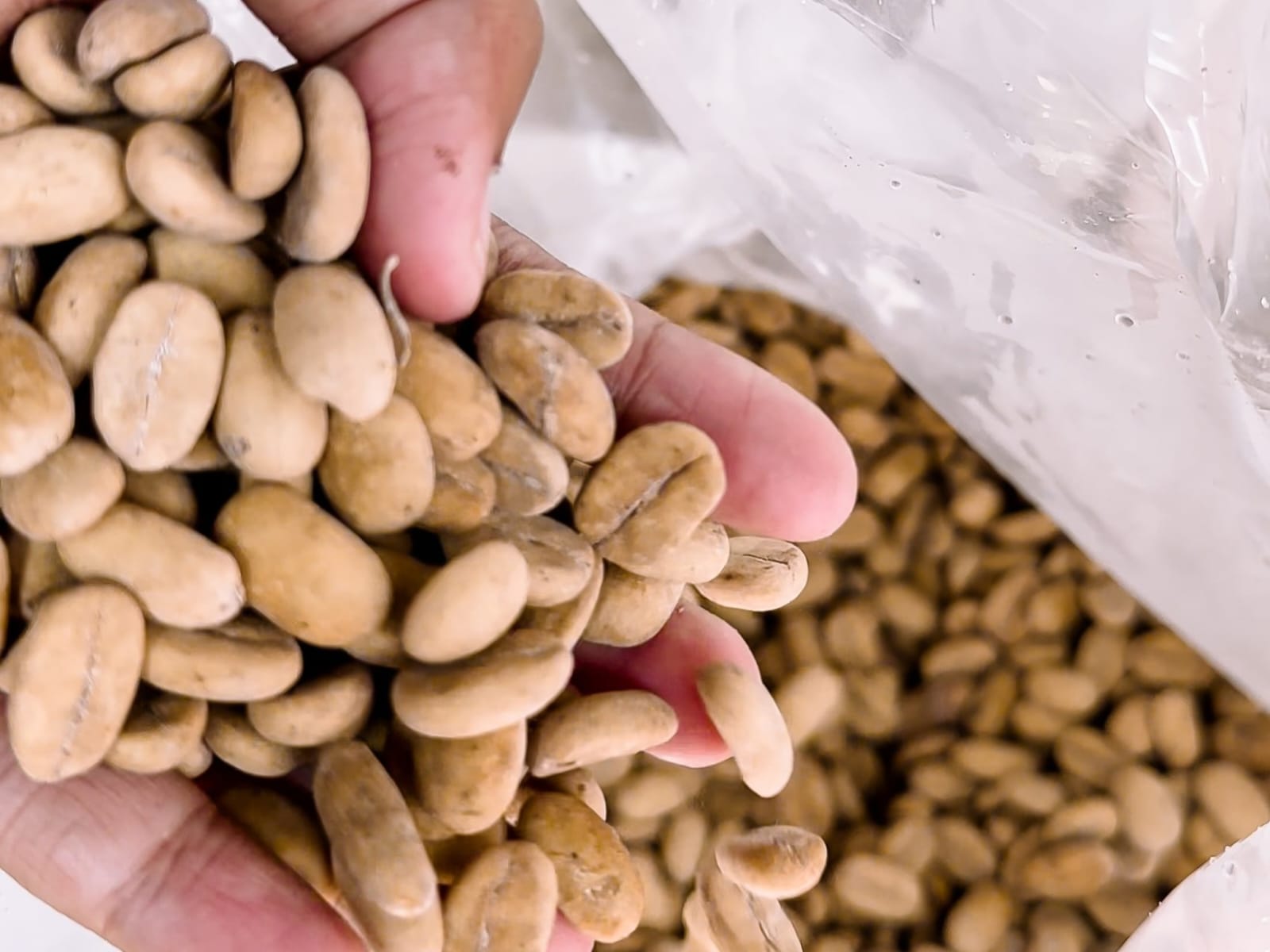 Petani Kemalang Klaten Tanam 4 Kelompok Tani Bibit Kopi Gayo 3 dari Aceh di Lereng Merapi