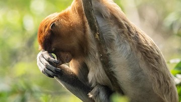 Karhutla Kalimantan Selatan Ancam Habitat Bekantan, Upaya Perlindungan Dimulai
