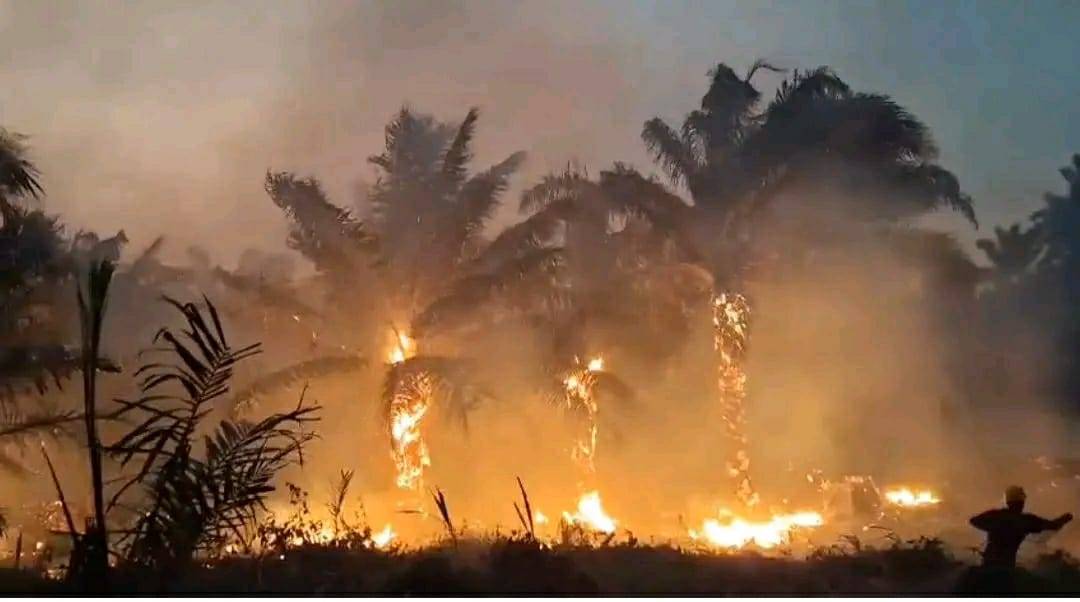 PGI Serukan 5 Langkah Atasi Karhutla di Papua dan 6 Pulau Besar, Desak Pemerintah Usut Tuntas Penyebabnya