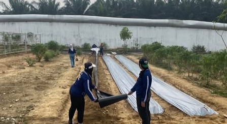 Lapas Perempuan Kelas IIB Jambi Pakai Plastik Mulsa di Lahan Pertanian, Warga Binaan Dilatih Budidaya Tanaman