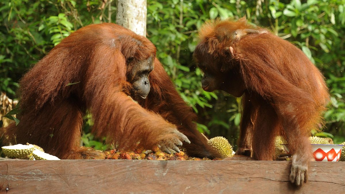 Karhutla Hanguskan 513,89 Hektare Taman Nasional Tanjung Puting, Operasi Udara Terhambat Jarak Pandang