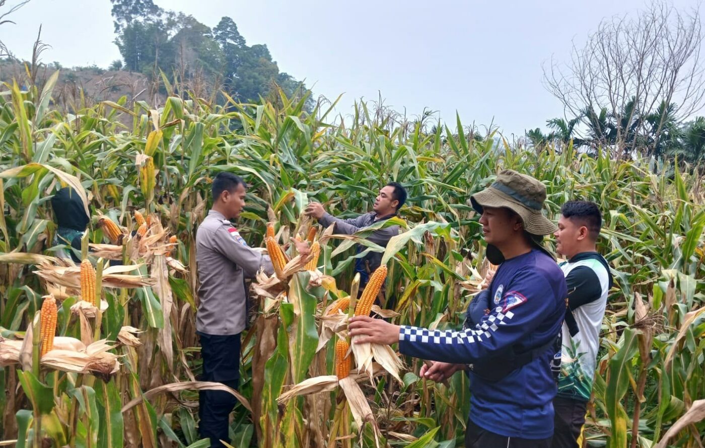 Panen Jagung Hibrida di Entikong Tembus 15,36 Ton per Hektare, Polsek Dampingi Warga Perbatasan