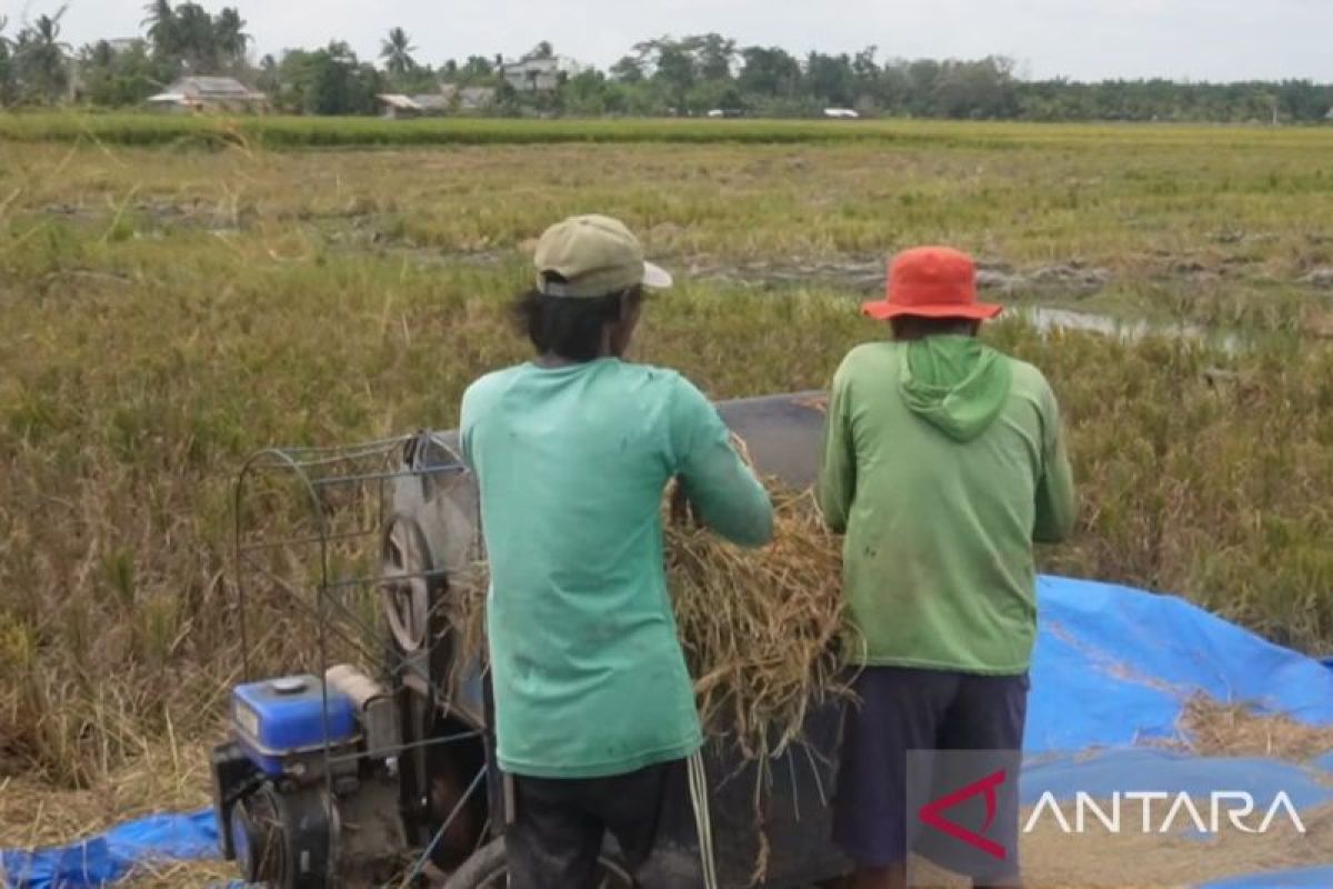 Bulog Bangka Serap 4.500 Ton Gabah Petani Januari–September 2026, Capai 67 Persen Target