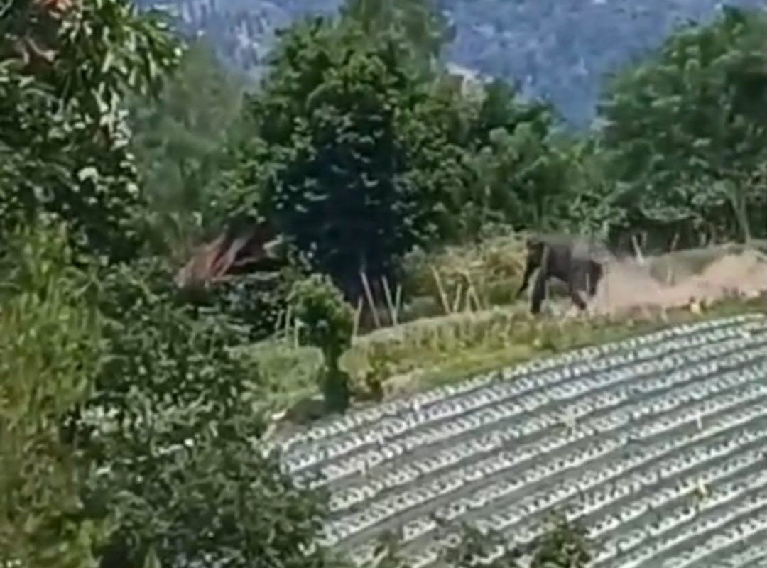 Warga Silih Nara Aceh Tengah Tewas Diserang Gajah Liar, Evakuasi Tertahan Longsor di Lut Jaya