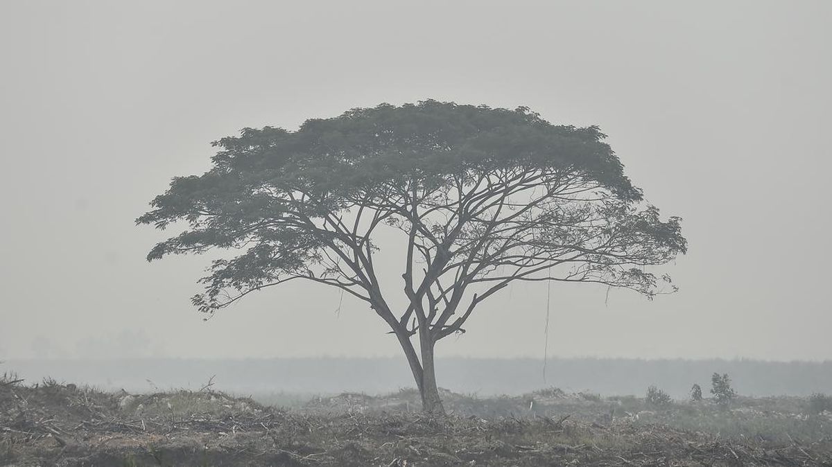 Asap Karhutla Selimuti Seluruh Sumut, Jarak Pandang di Aek Godang dan Silangit Turun Jadi 1 Km