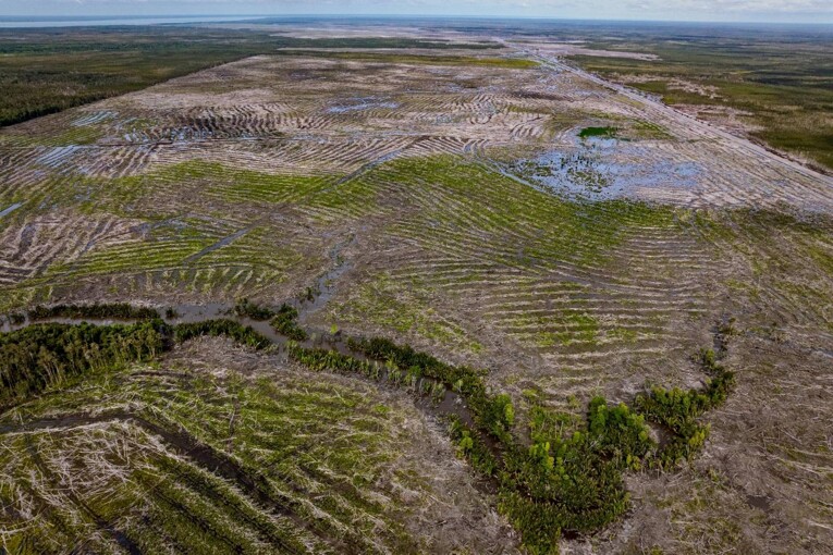 Satya Bumi Tagih Janji Setop Deforestasi Food Estate Papua, 53,6 Ribu Hektare Hutan Terlanjur Dibuka