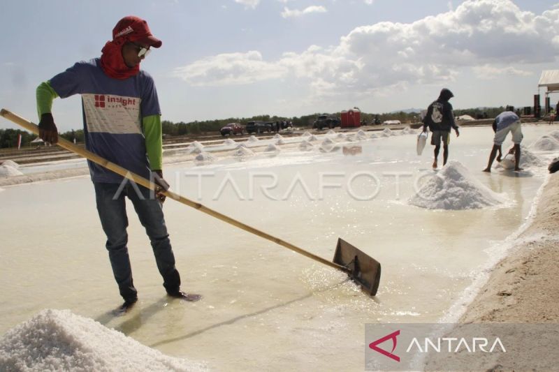 Produksi Garam Rakyat NTT Naik 30,07 Persen Jadi 20.542 Ton pada 2025, Rote Ndao Jadi Andalan