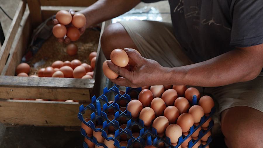 Amran Telusuri Rantai Pasok Ayam-Telur, Harga di Peternak Rp20.000, Konsumen Rp45.000