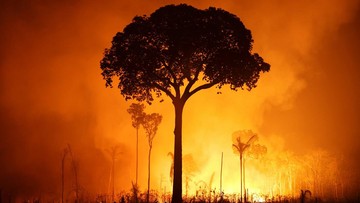 Kebakaran Hutan Amazon Meluas Dampak El Nino, Area Terdeforestasi Jadi Titik Api
