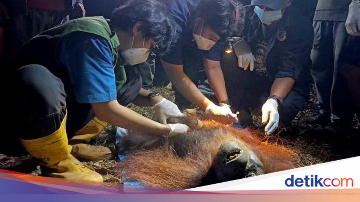 Orang Utan Betina Terjebak Karhutla di Kotim Dievakuasi Malam Hari, Kondisi Sehat tapi Kurang Asupan