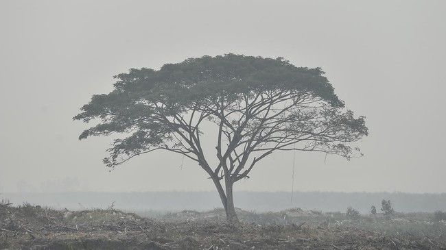 Kabut Asap Karhutla Selimuti 15 Kabupaten dan Kota di Sulut, BMKG Imbau Waspada hingga 16 Oktober 2026
